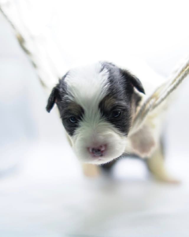 Pembroke Welsh Corgi Puppies media 5