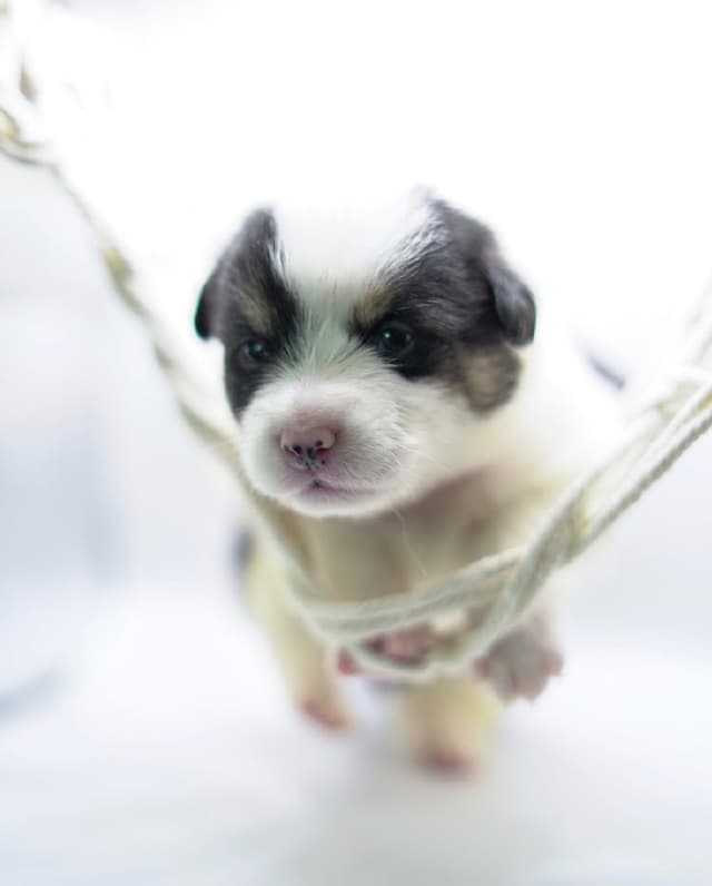 Pembroke Welsh Corgi Puppies media 8