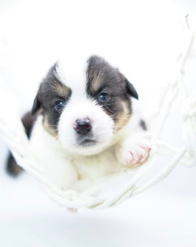 Pembroke Welsh Corgi Puppies media 9