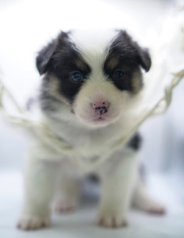 Pembroke Welsh Corgi Puppies media 10
