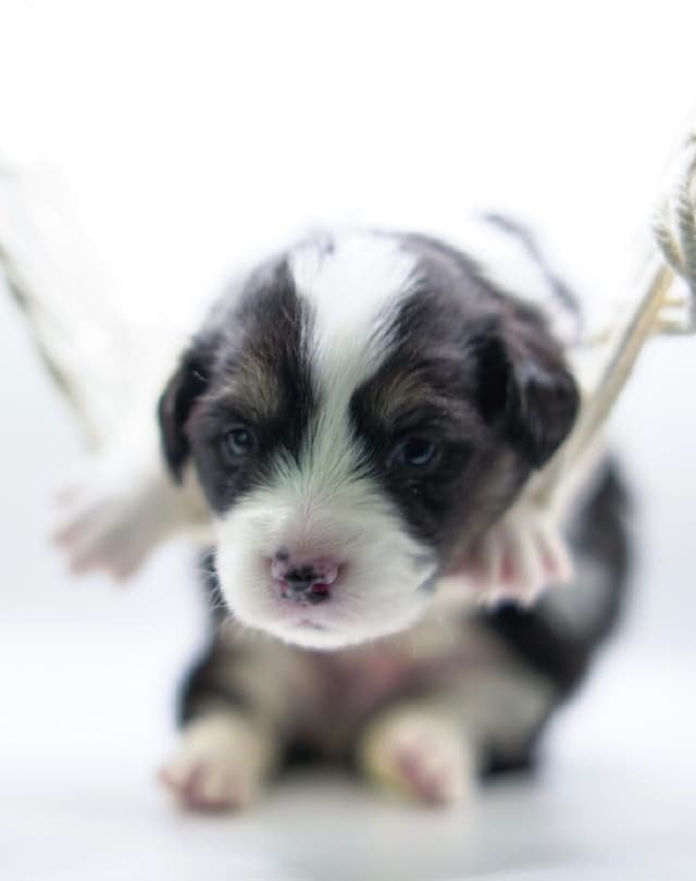 Pembroke Welsh Corgi Puppies media 12