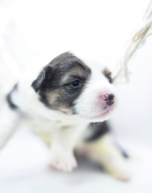 Pembroke Welsh Corgi Puppies media 13