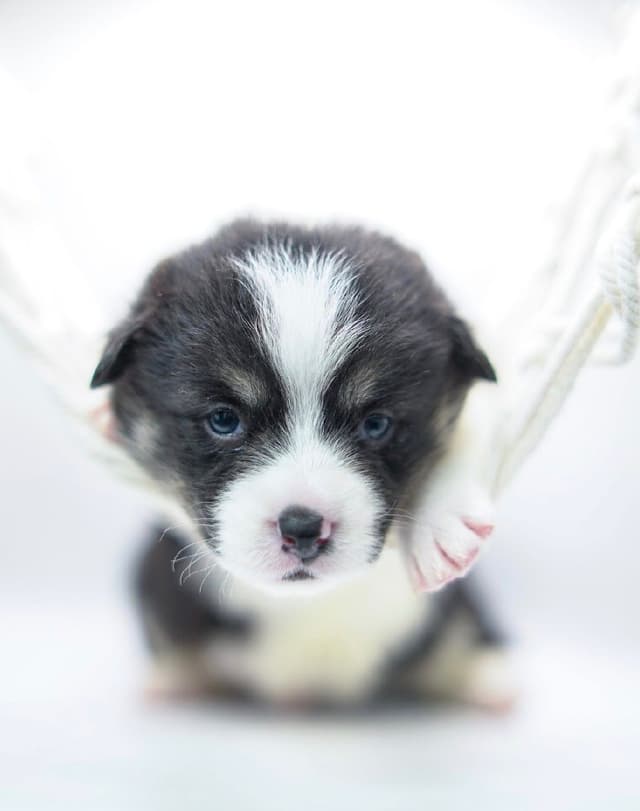 Pembroke Welsh Corgi Puppies media 11