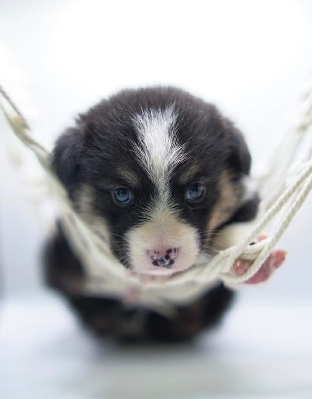 Pembroke Welsh Corgi Puppies media 20