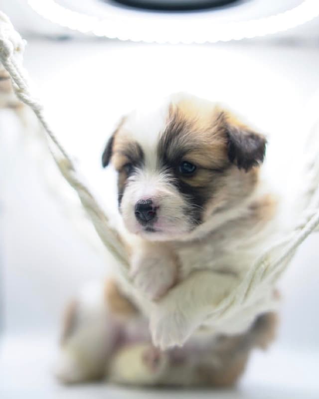 Pembroke Welsh Corgi Puppies media 19
