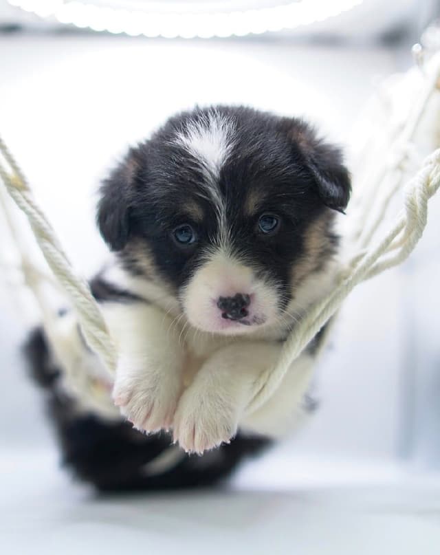 Pembroke Welsh Corgi Puppies media 14