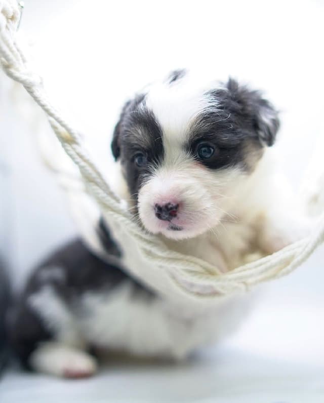 Pembroke Welsh Corgi Puppies media 15