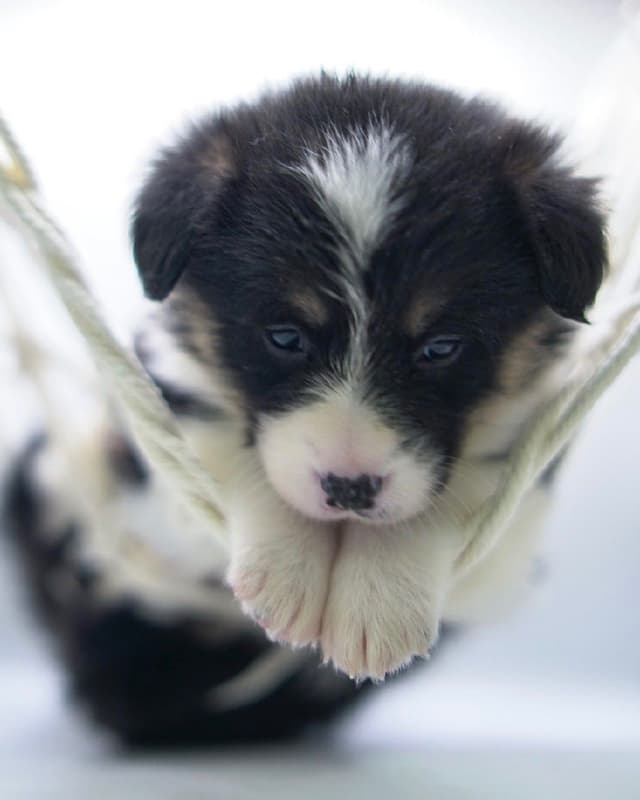 Pembroke Welsh Corgi Puppies media 17
