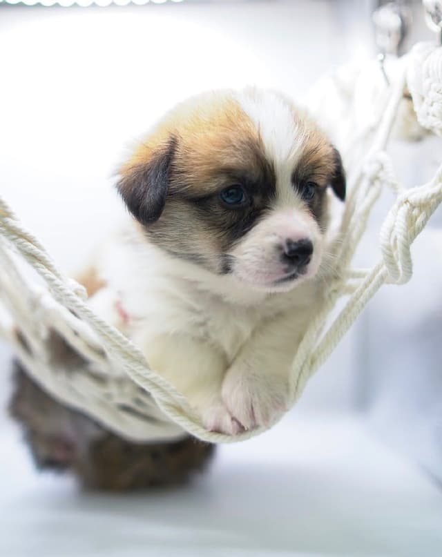 Pembroke Welsh Corgi Puppies media 18