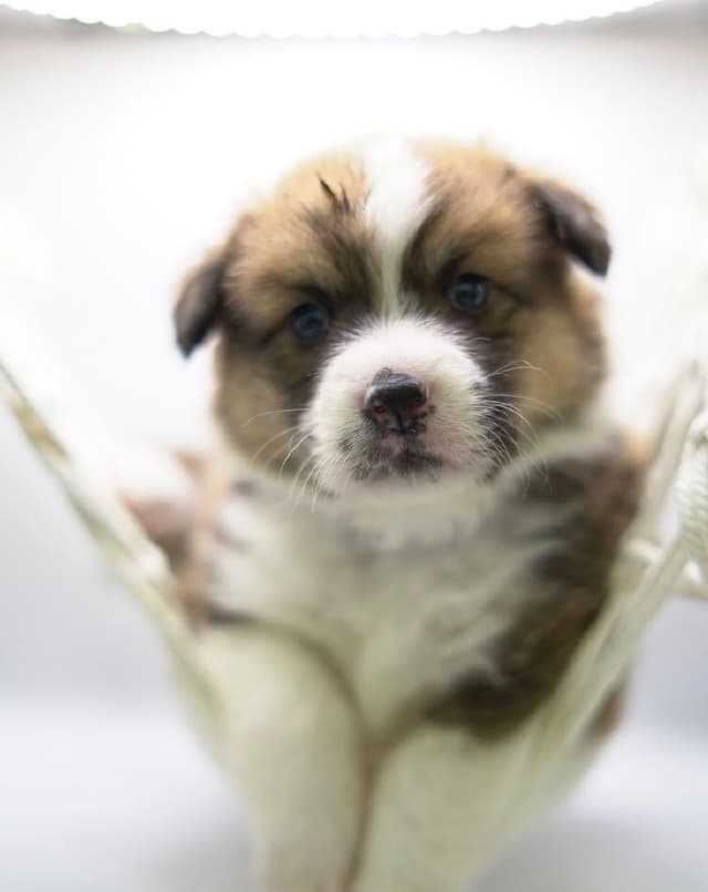Pembroke Welsh Corgi Puppies media 16