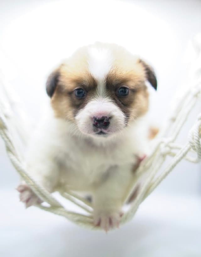Pembroke Welsh Corgi Puppies media 21