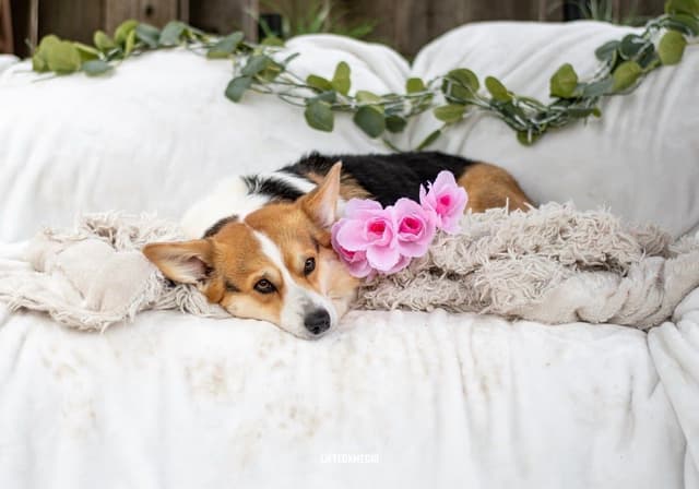 Pembroke Welsh Corgi Puppies media 23