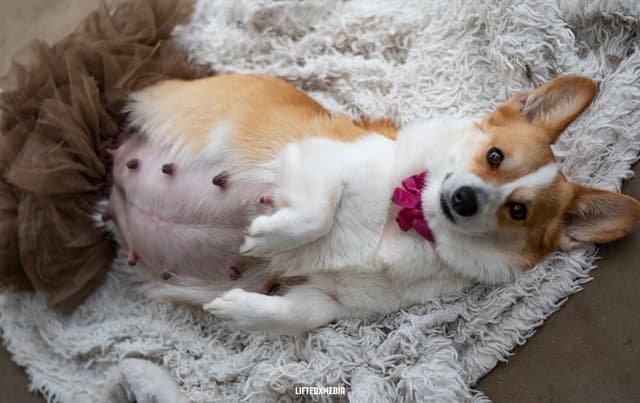 Pembroke Welsh Corgi Puppies media 24
