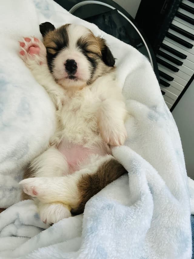 Pembroke Welsh Corgi Puppies media 29