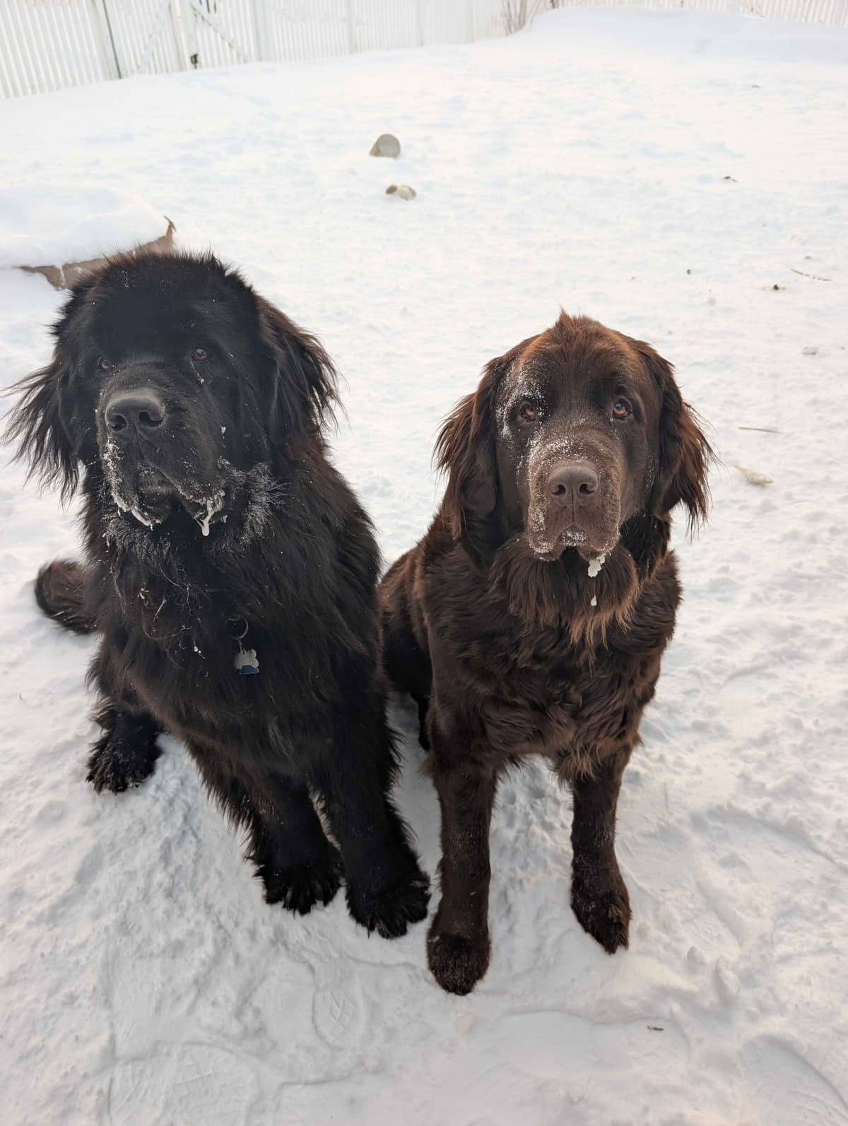 Newfoundland Puppies breeder image 1