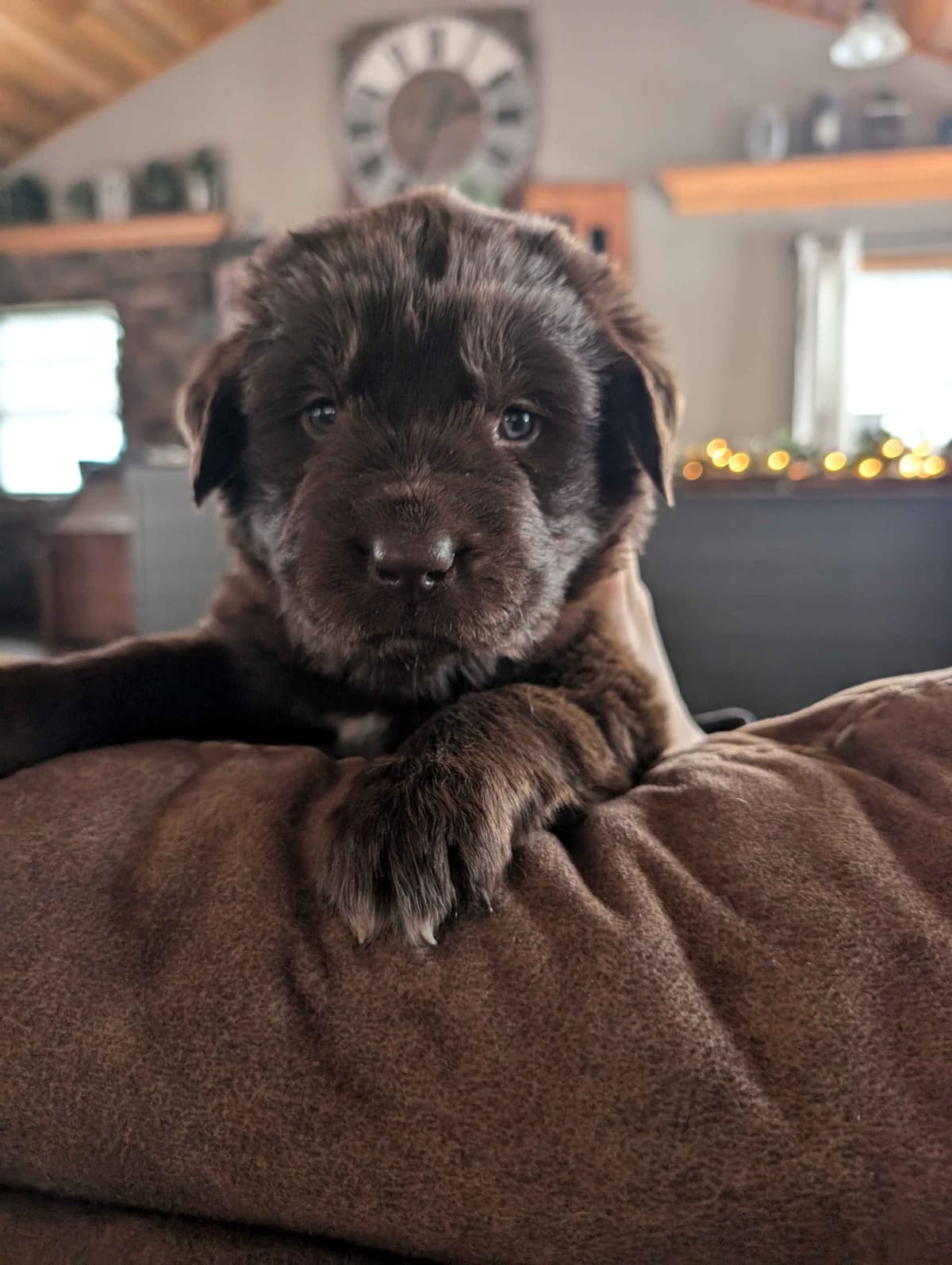 Newfoundland Puppies breeder image 2