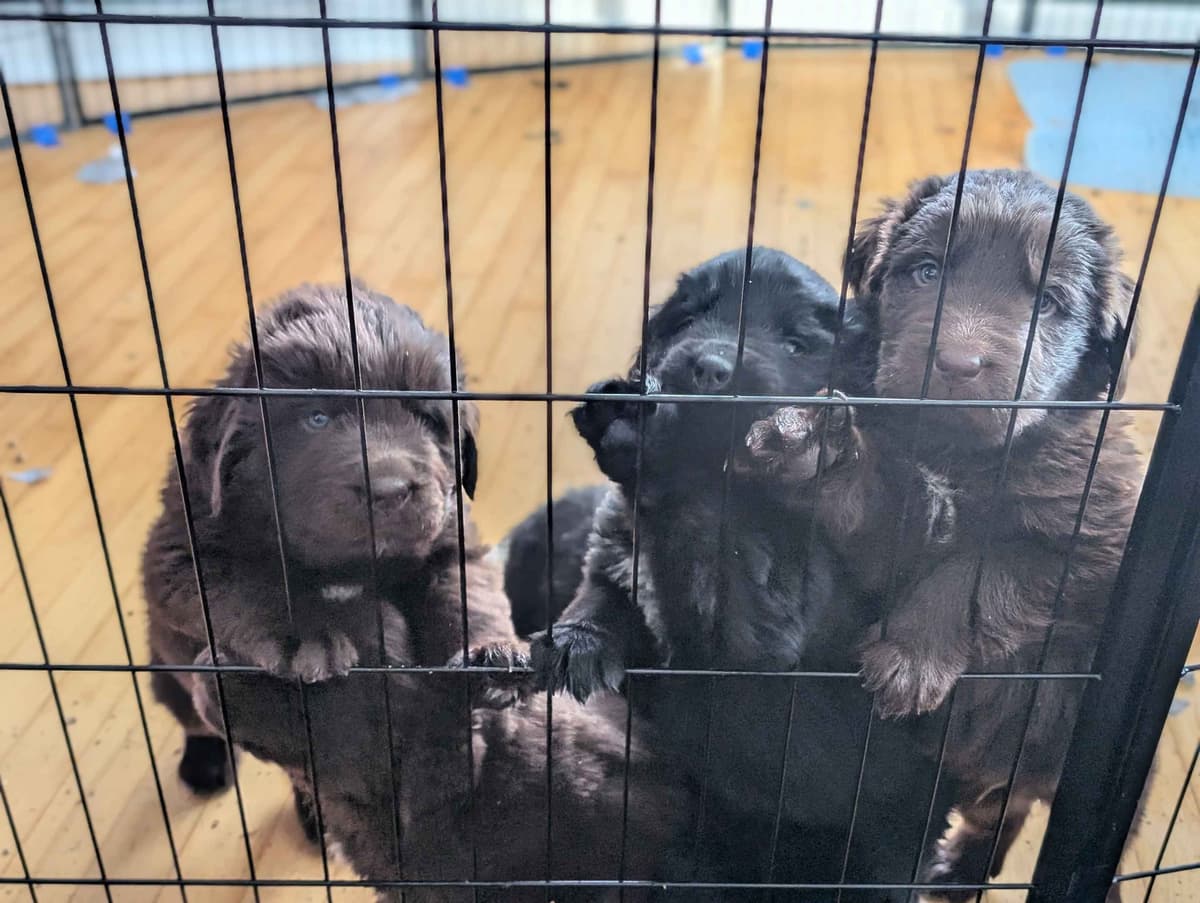 Newfoundland Puppies breeder image 3
