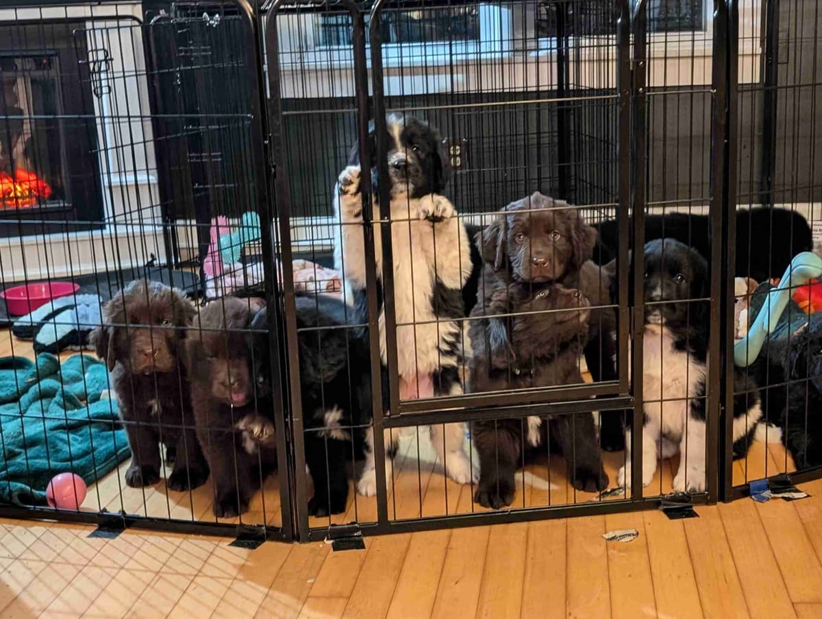 Newfoundland Puppies breeder image 4