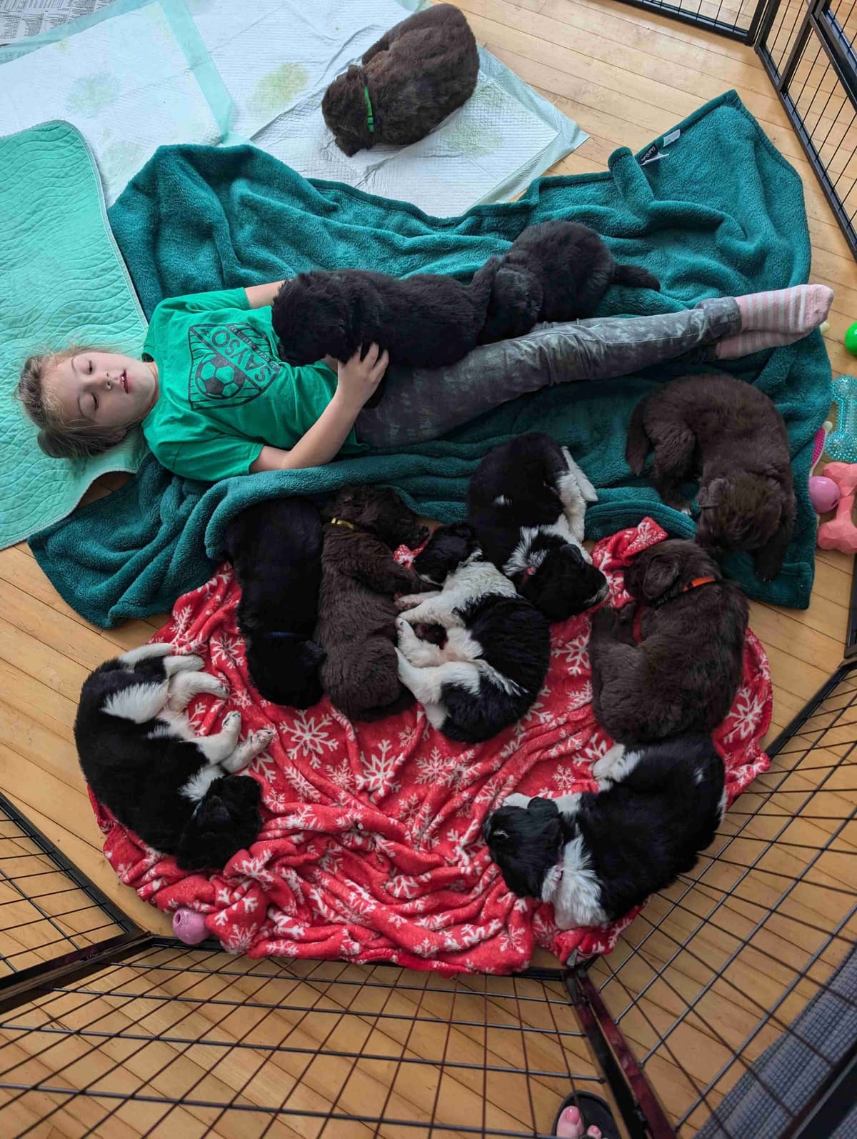 Newfoundland Puppies breeder image 5