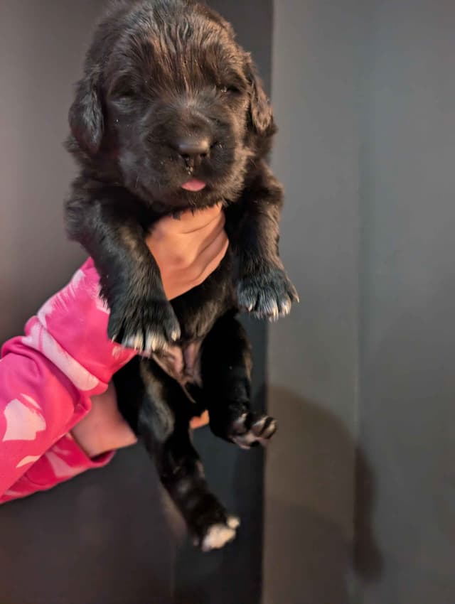Newfoundland Puppies media 7