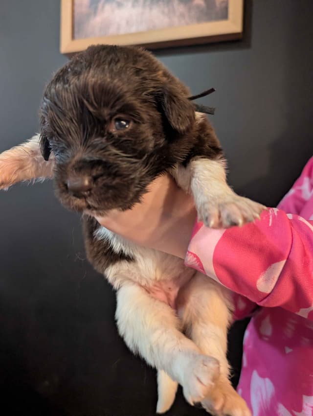 Newfoundland Puppies media 8