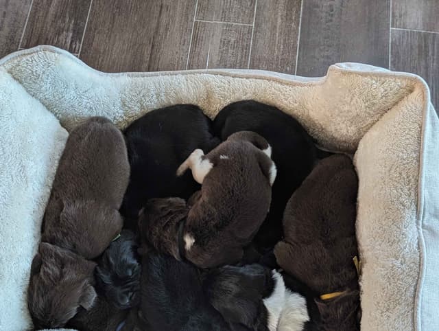 Newfoundland Puppies media 9