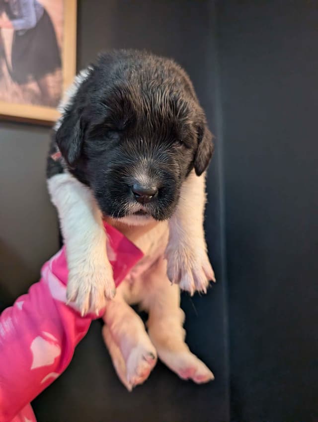 Newfoundland Puppies media 10