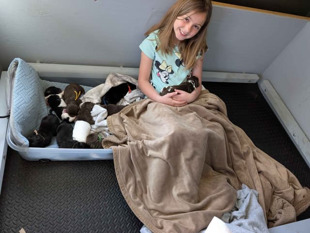 Newfoundland Puppies media 11