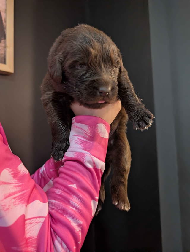 Newfoundland Puppies media 12