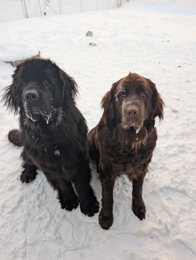 Newfoundland Puppies media 6
