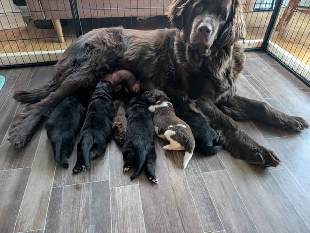 Newfoundland Puppies media 5