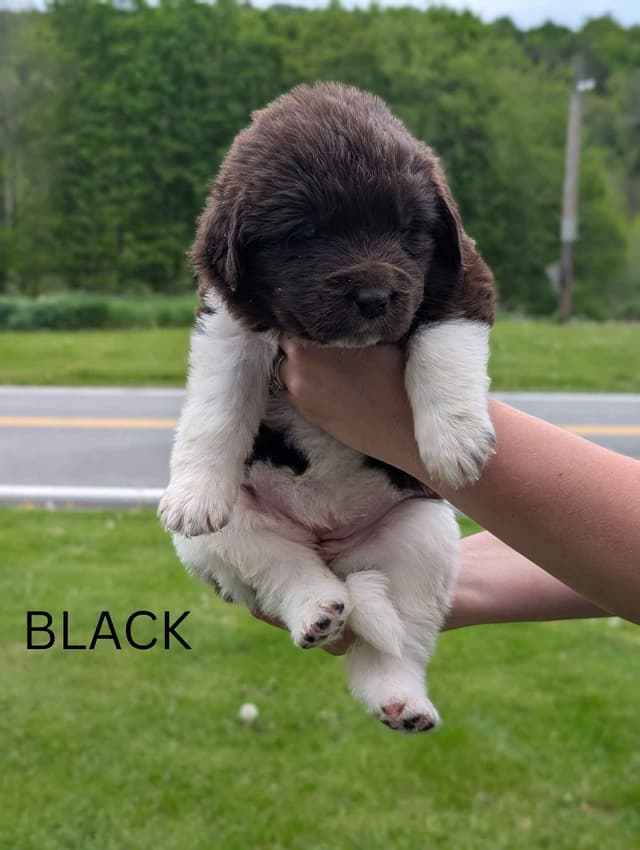 Newfoundland Puppies media 3
