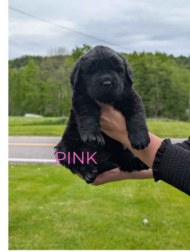 Newfoundland Puppies media 4