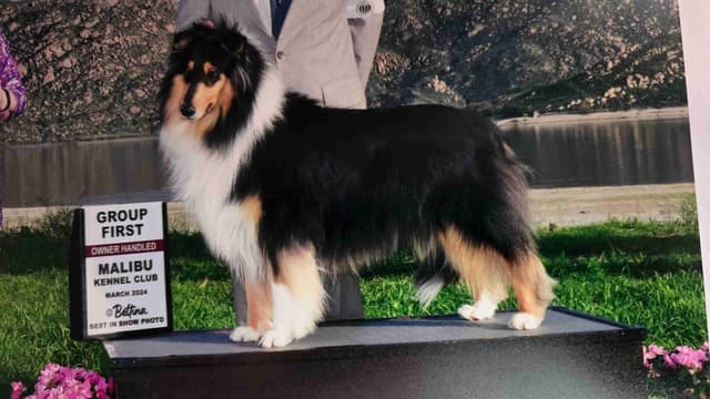Collie Puppies media 3
