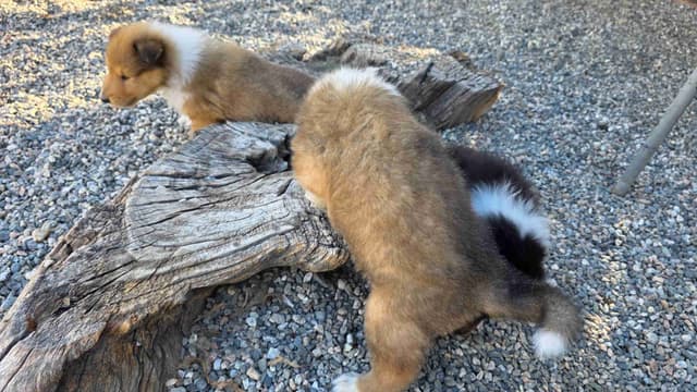 Collie Puppies media 6