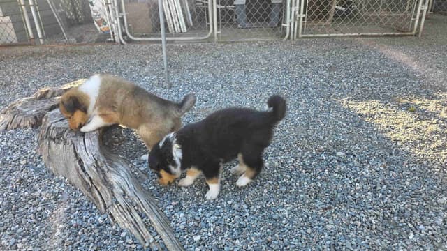 Collie Puppies media 4