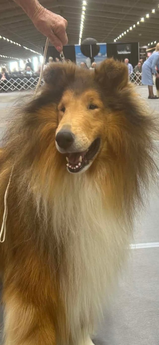 Collie Puppies media 5
