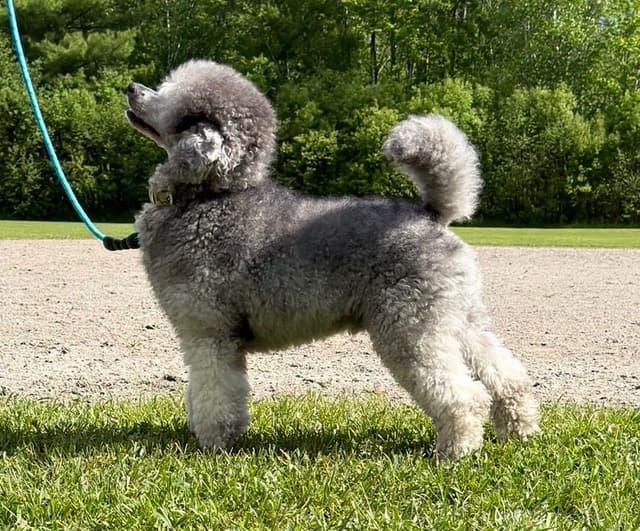 Moyen Silver European Poodle Puppies media 13