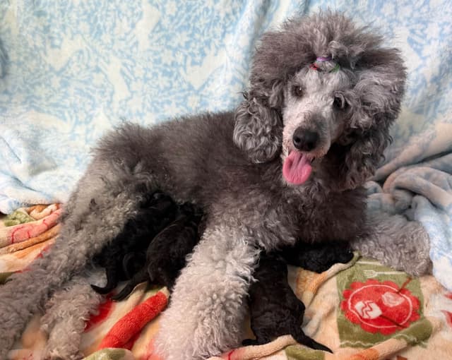 Moyen Silver European Poodle Puppies media 3