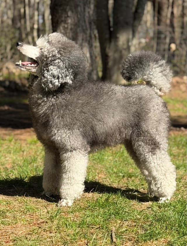 Moyen Silver European Poodle Puppies media 11