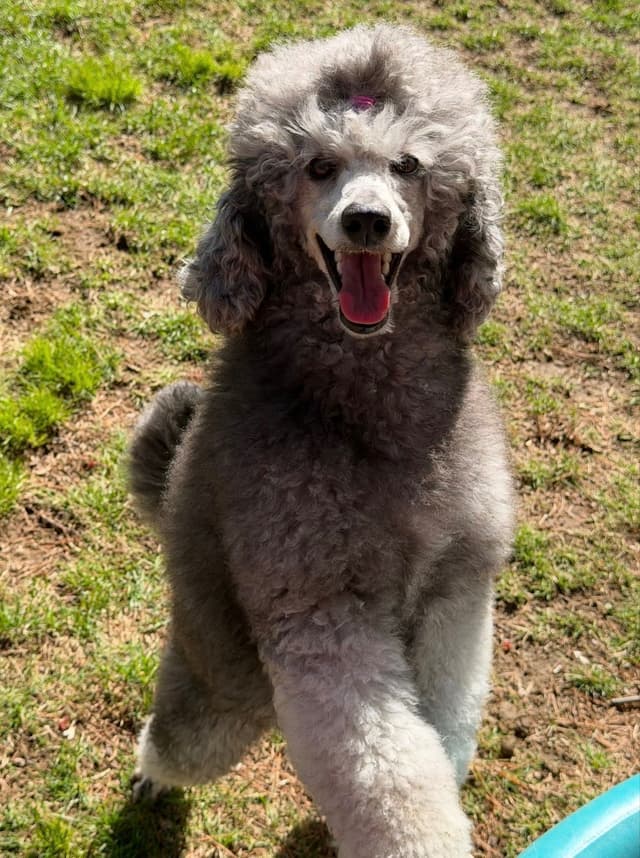 Moyen Silver European Poodle Puppies media 10