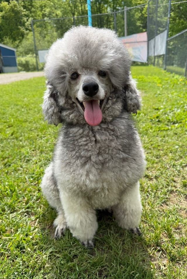 Moyen Silver European Poodle Puppies media 12