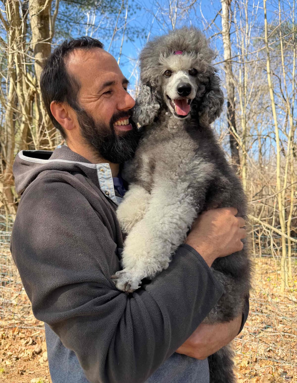 Moyen Silver European Poodle Puppies breeder image 2