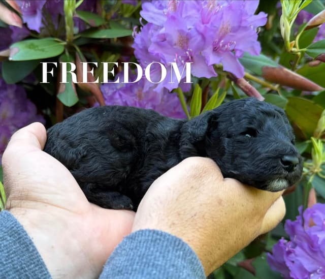 Moyen Silver European Poodle Puppies media 4