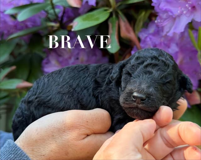 Moyen Silver European Poodle Puppies media 7