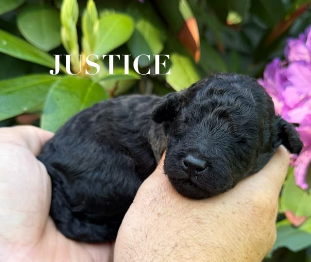 Moyen Silver European Poodle Puppies media 5