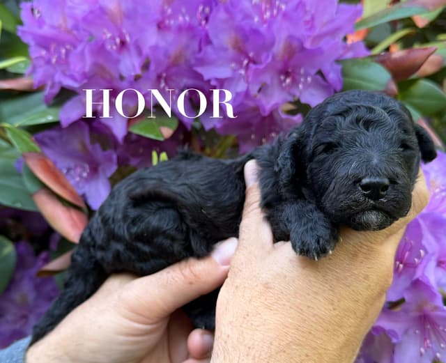 Moyen Silver European Poodle Puppies media 9