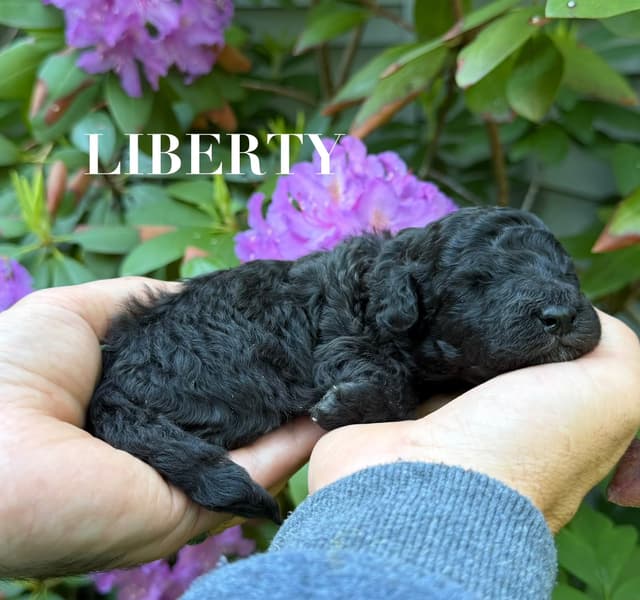 Moyen Silver European Poodle Puppies media 8