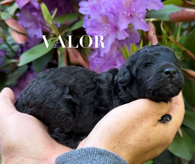 Moyen Silver European Poodle Puppies media 6