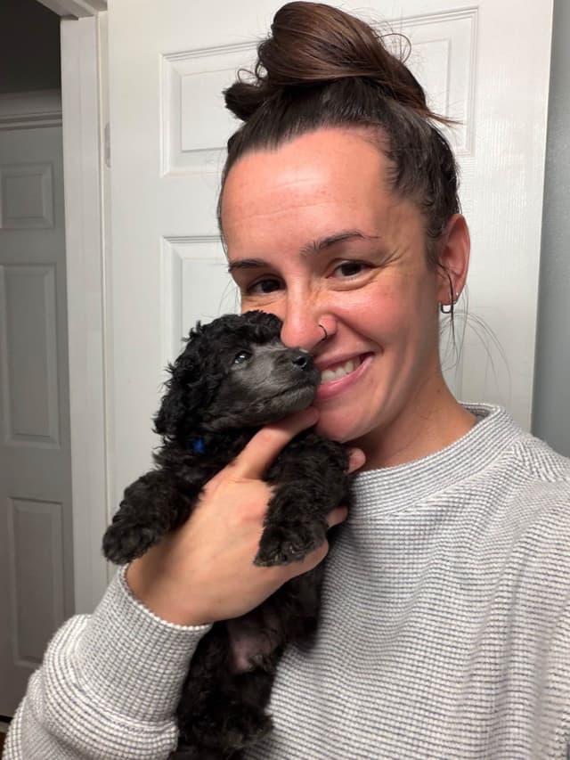 Moyen Silver European Poodle Puppies media 14